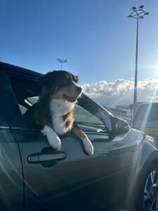 pet taxi from Paris to London